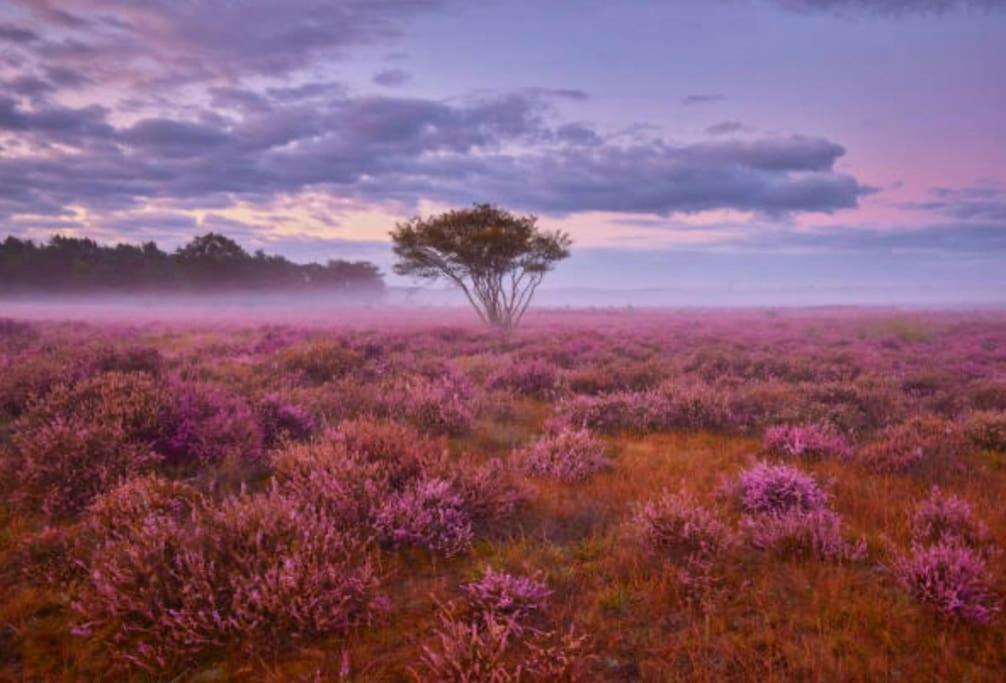 Veluwe Boutique Lodge Putten Zewnętrze zdjęcie